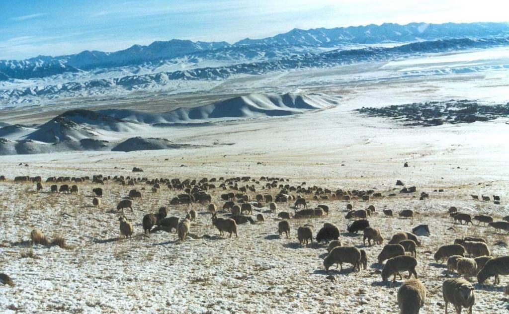 Отара овец в окрестностях поселка Актасты. Раимбекский район, Алатинская область.